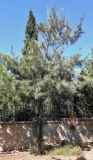 genus Casuarina
