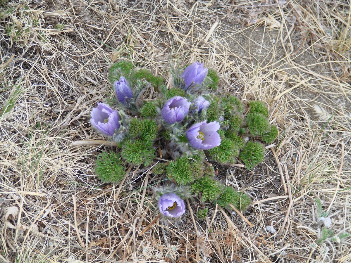 Изображение особи Pulsatilla tenuiloba.