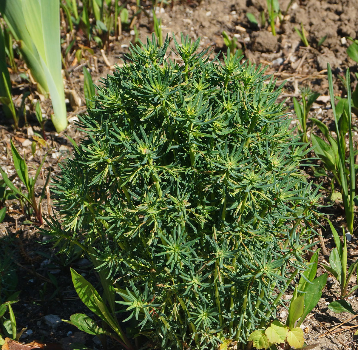 Изображение особи Euphorbia cyparissias.
