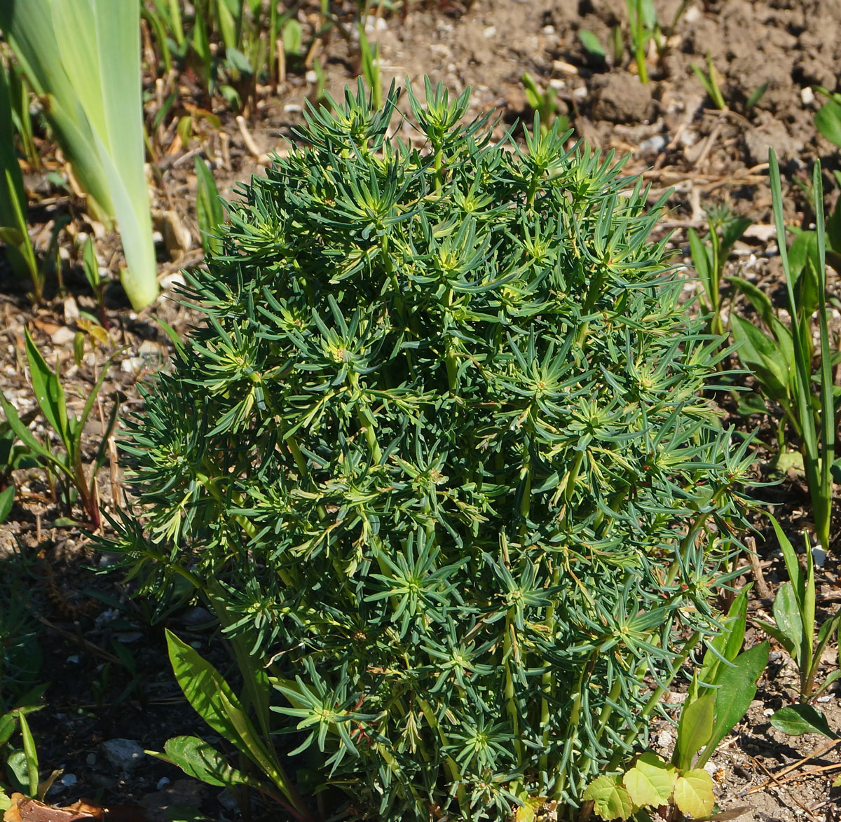 Image of Euphorbia cyparissias specimen.