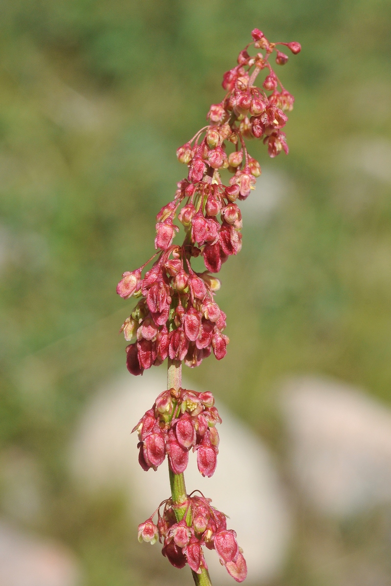 Изображение особи род Rumex.