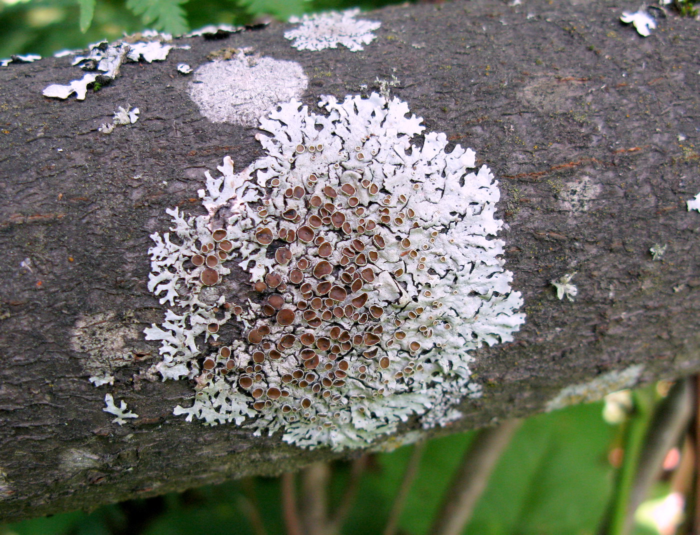 Image of Parmelina yalungana specimen.