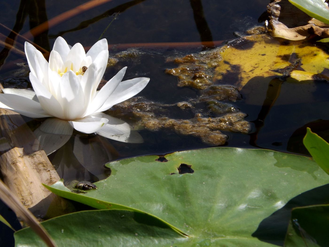 Изображение особи Nymphaea alba.