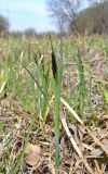 Carex riparia