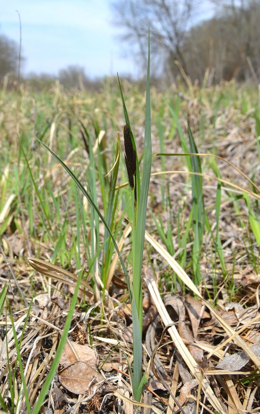 Image of Carex riparia specimen.