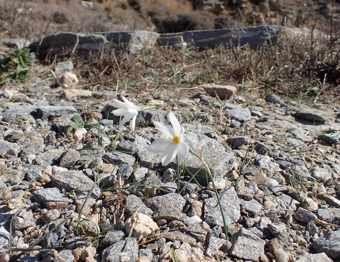 Изображение особи Narcissus obsoletus.