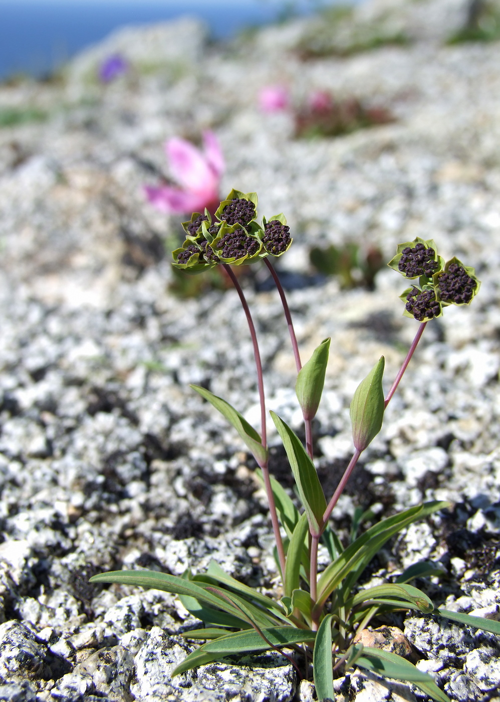 Image of Bupleurum triradiatum specimen.