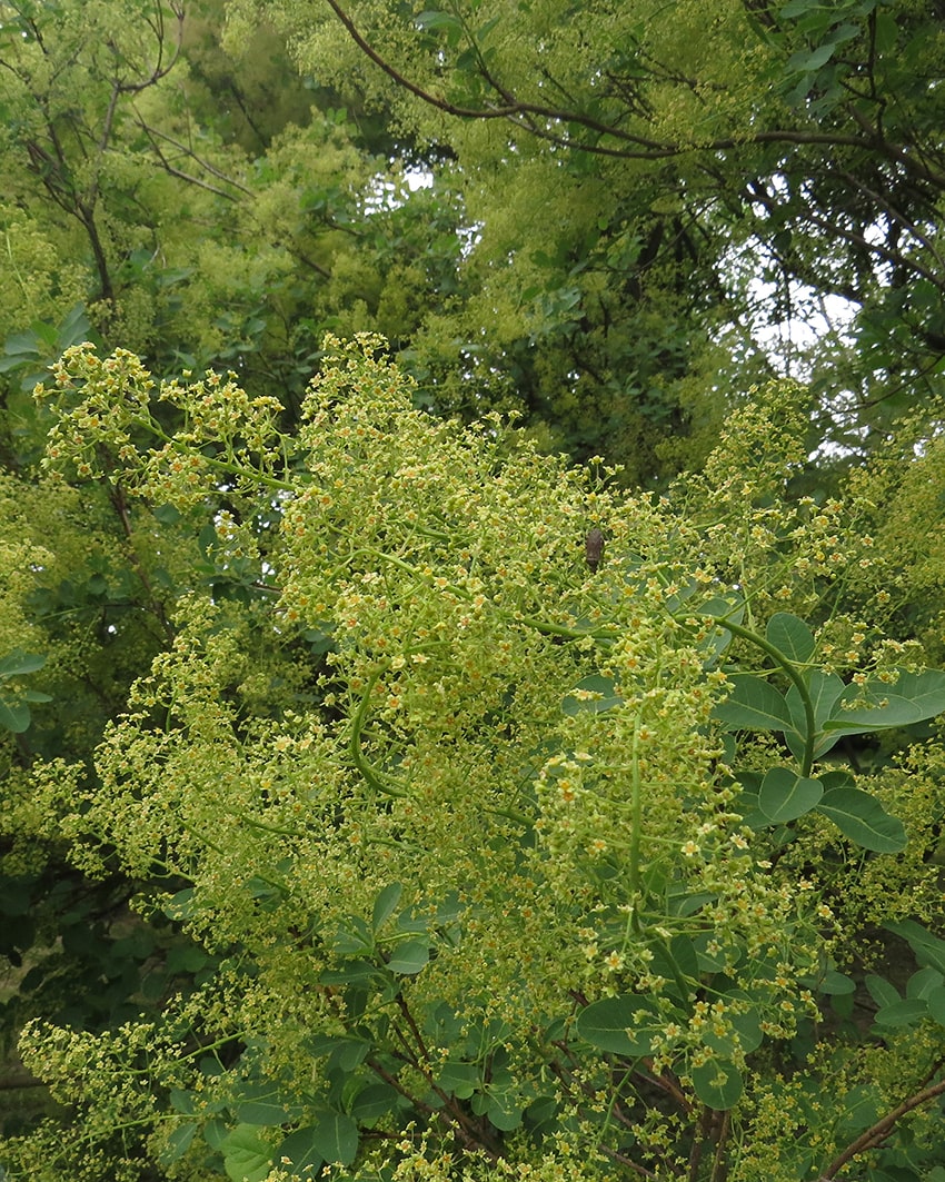 Image of Cotinus coggygria specimen.