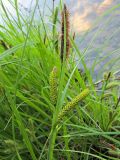 Carex acuta