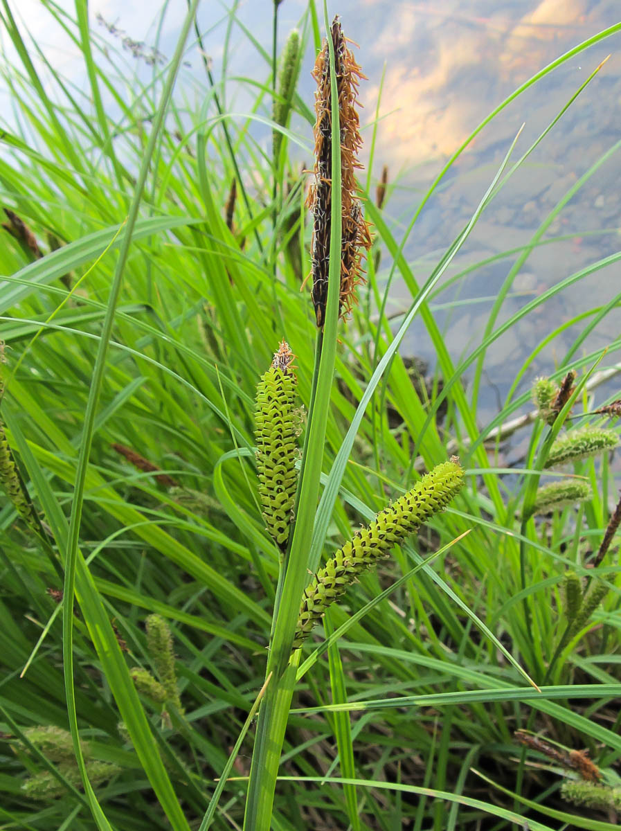 Изображение особи Carex acuta.