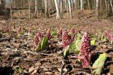 Petasites hybridus