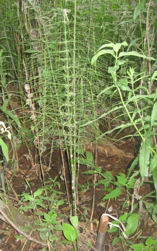 Image of Equisetum pratense specimen.