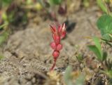 Sedum cespitosum. Плодоносящее(?) растение. Дагестан, Кумторкалинский р-н, хр. Нарат-Тюбе. 24.04.2019.