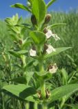 Ajuga laxmannii