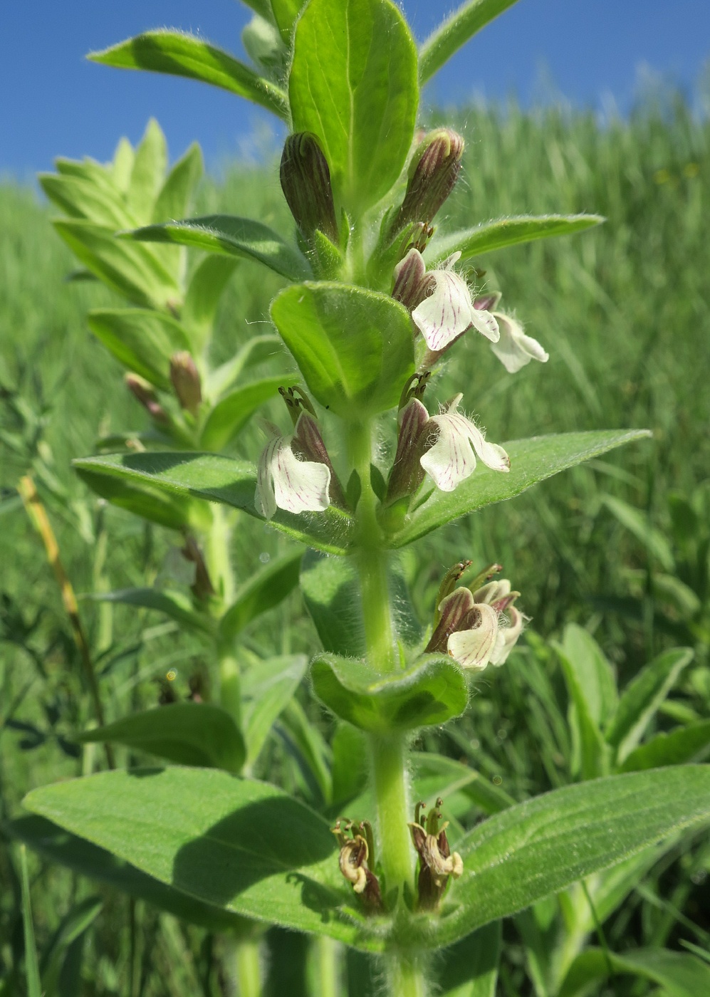 Image of Ajuga laxmannii specimen.