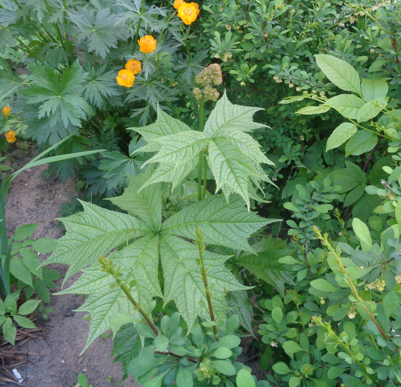 Изображение особи Rodgersia podophylla.