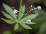 Galium odoratum