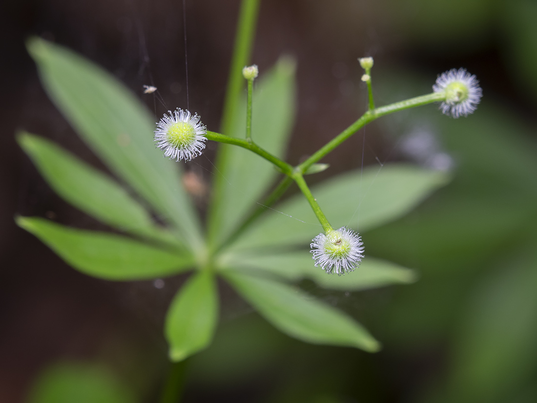 Изображение особи Galium odoratum.