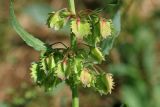 Rumex chalepensis
