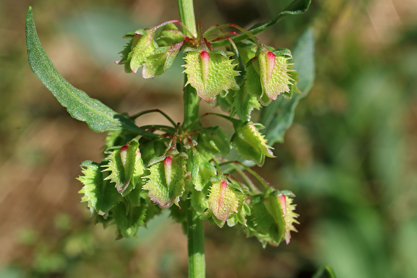 Изображение особи Rumex chalepensis.