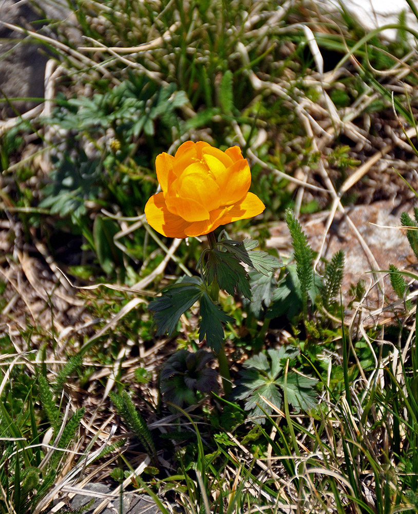 Изображение особи Trollius asiaticus.