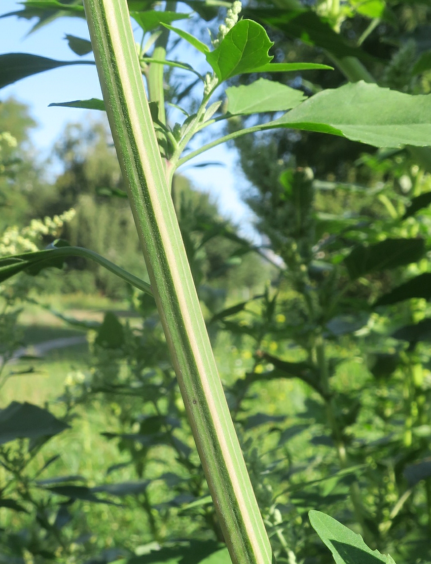 Image of Chenopodium album specimen.