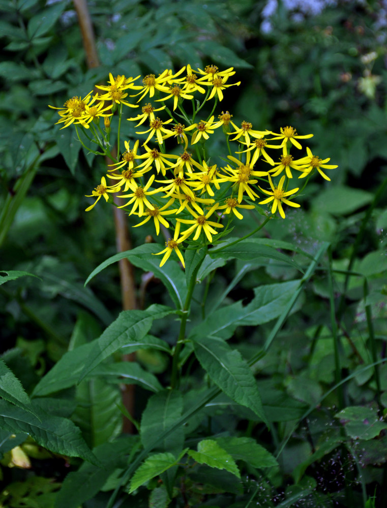 Изображение особи Senecio nemorensis.