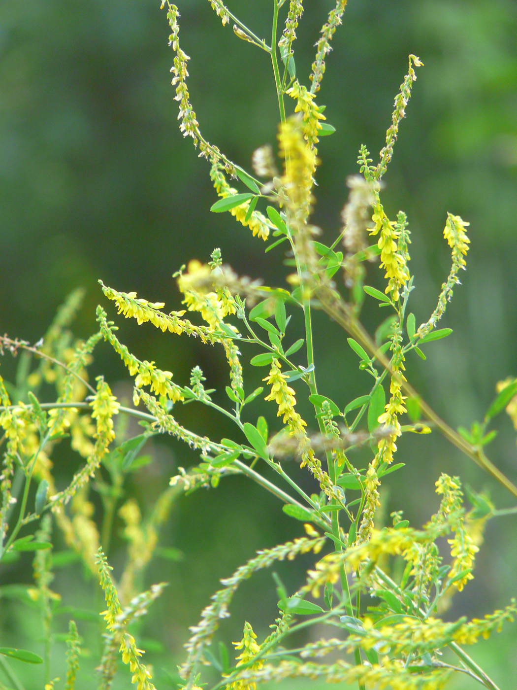 Изображение особи Melilotus officinalis.