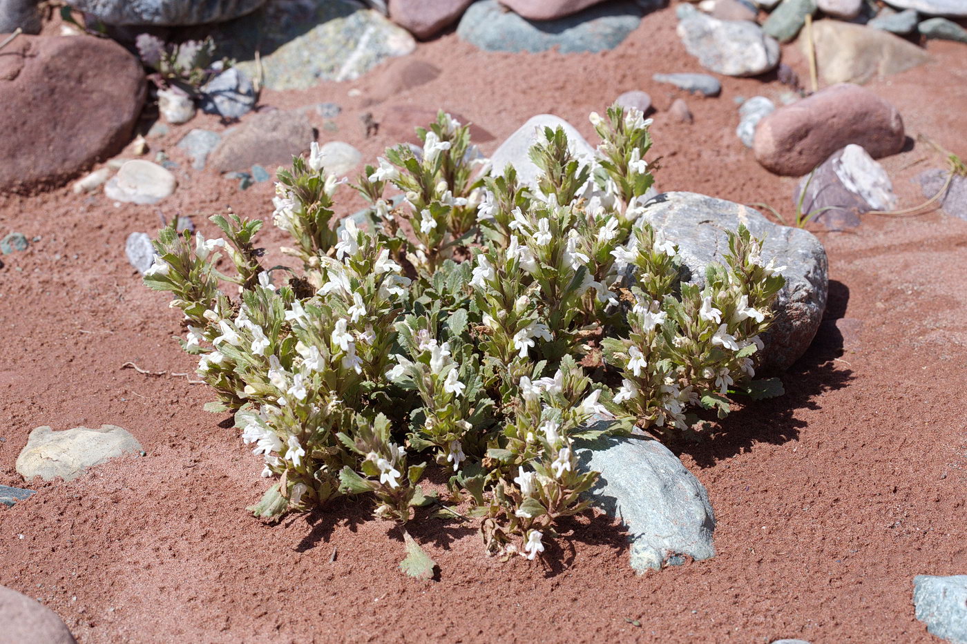 Image of Dracocephalum heterophyllum specimen.