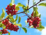 Crataegus submollis