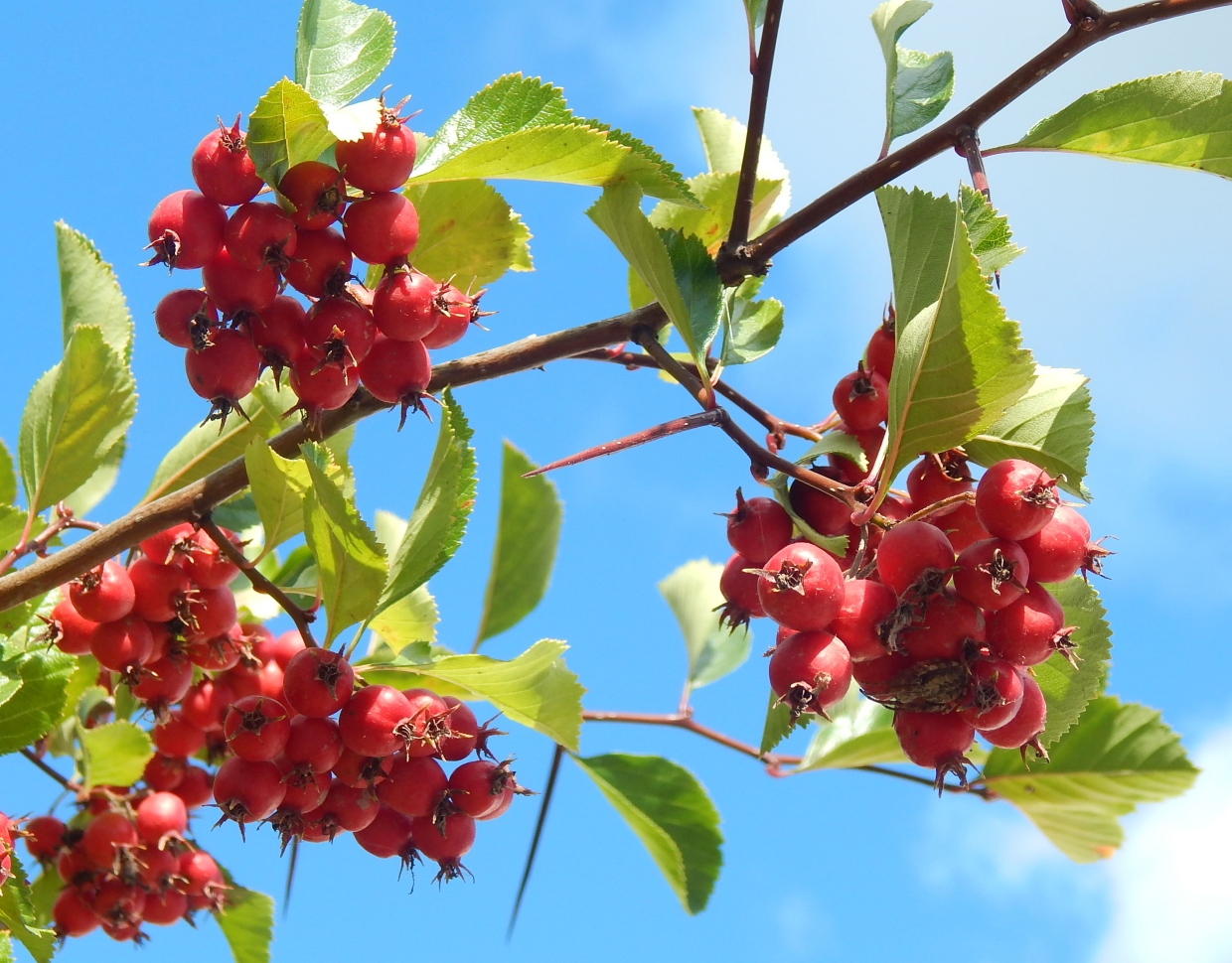 Изображение особи Crataegus submollis.