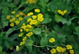 Bupleurum longifolium subspecies aureum. Верхушка побега с соцветиями. Башкирия, Белорецкий р-н, гора Большой Иремель, ≈ 1200 м н.у.м., субальпийский луг. 30.07.2019.