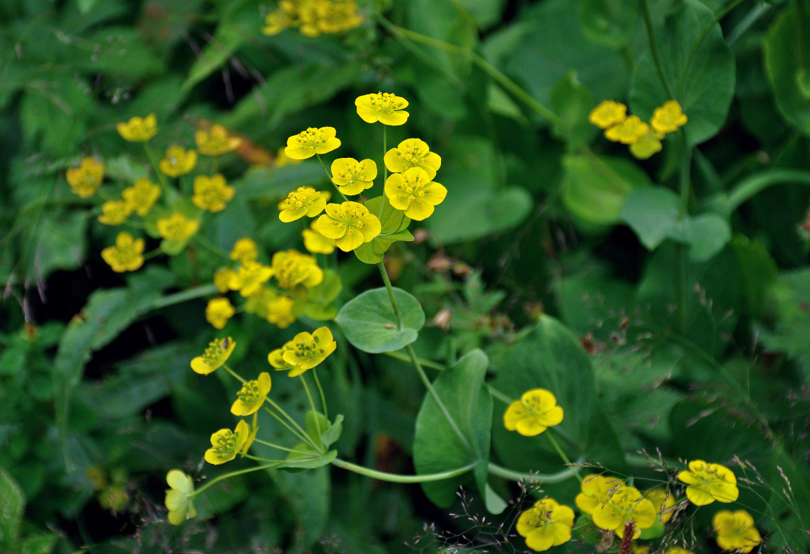 Изображение особи Bupleurum longifolium ssp. aureum.