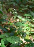 Circaea lutetiana subspecies quadrisulcata. Соцветие с цветками и завязавшимися плодами. Московская обл., Подольский р-н, вблизи от п. Шишкин лес. Культуры ели зеленчуково-зеленомошные. 22.07.2010.