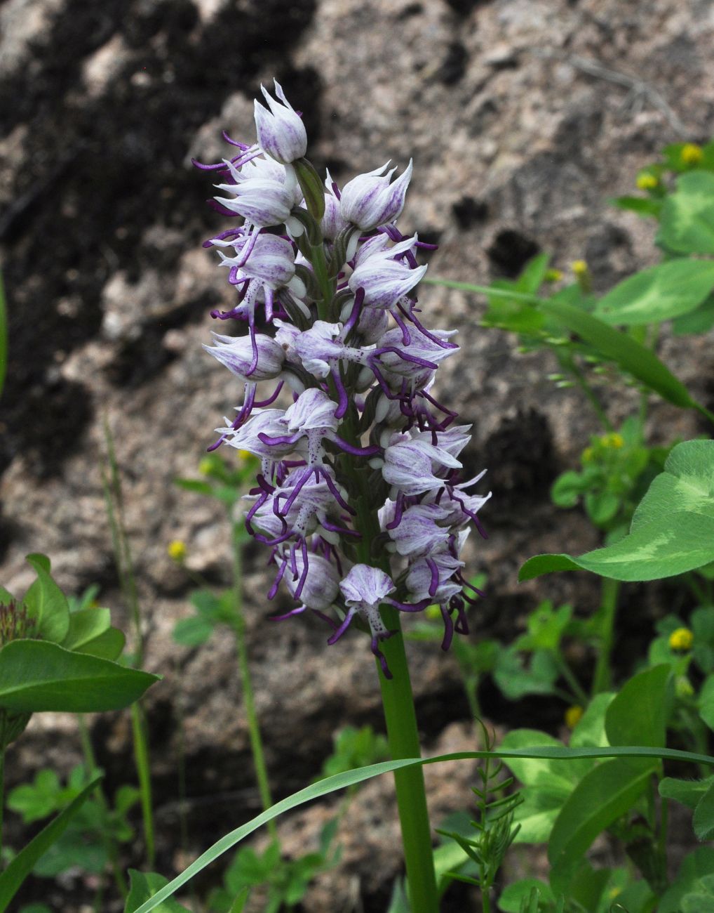 Изображение особи Orchis simia.