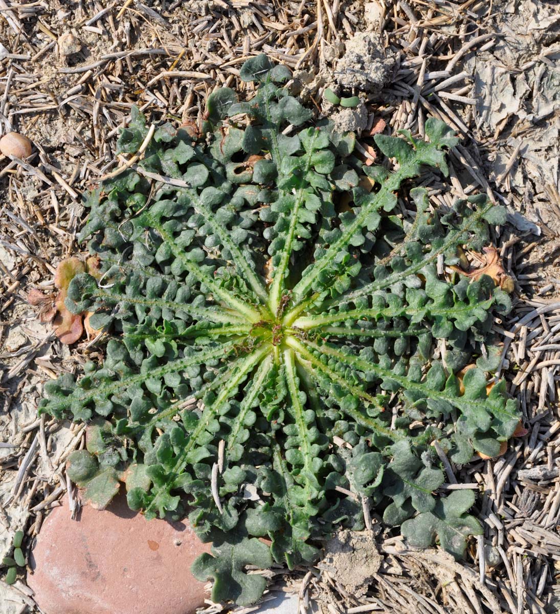 Image of Limonium sinuatum specimen.