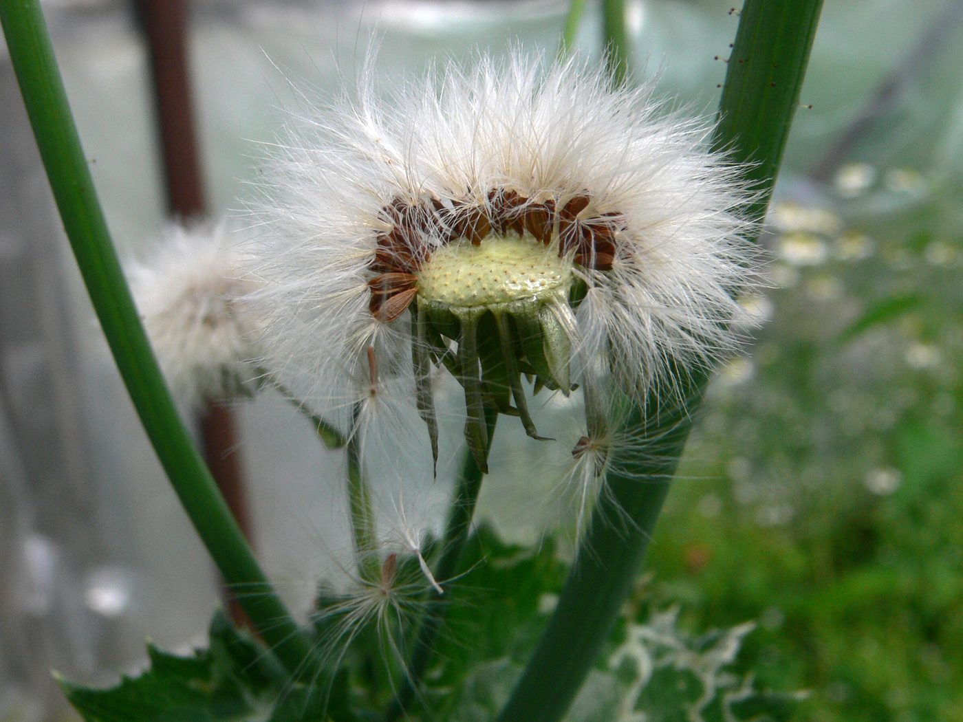 Image of Sonchus asper specimen.