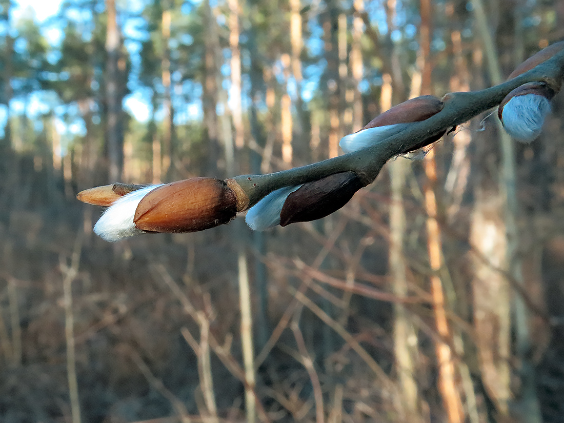 Image of Salix caprea specimen.