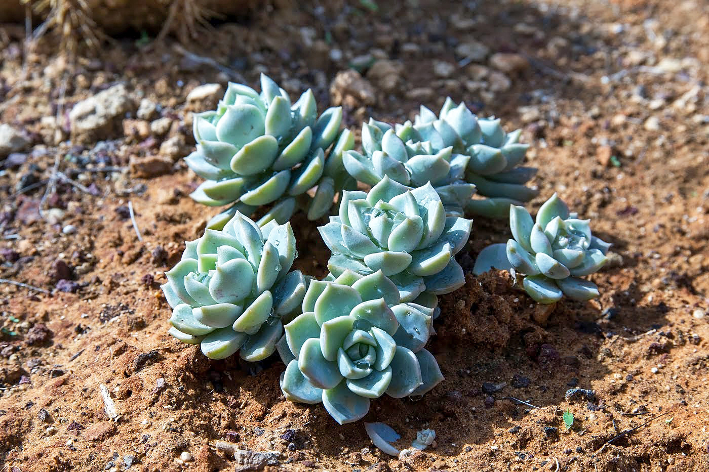 Изображение особи род Echeveria.