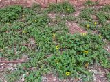Helianthus debilis. Цветущие растения. Израиль, г. Бат-Ям, в культуре. 09.12.2018.