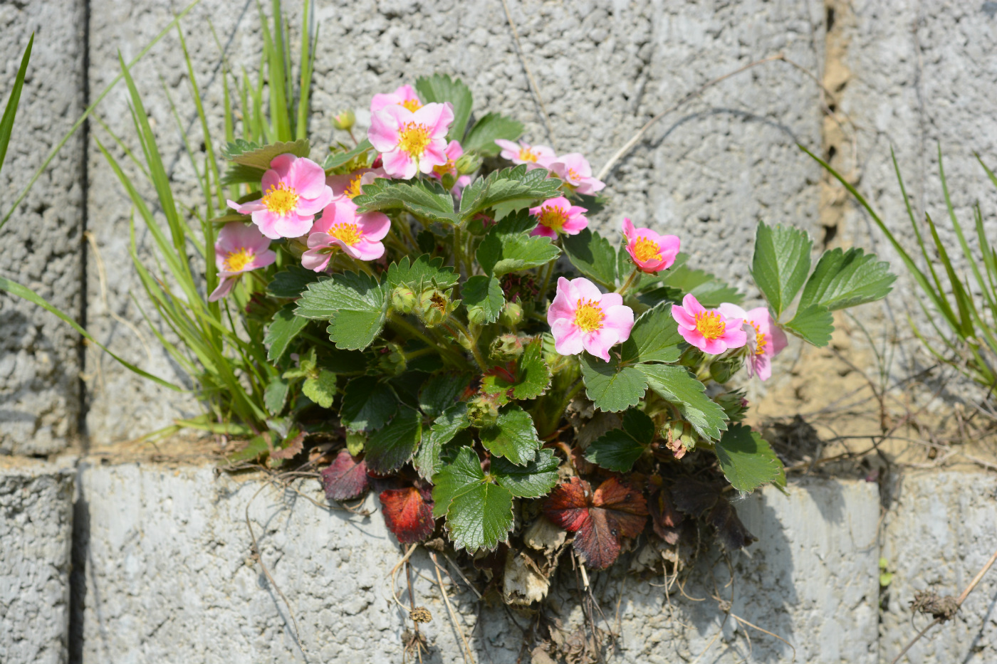 Image of Fragaria &times; ananassa specimen.