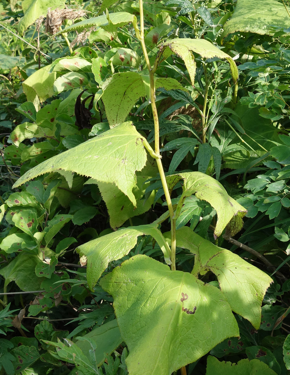 Image of Parasenecio hastatus ssp. orientalis specimen.