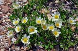 Dryas oxyodonta