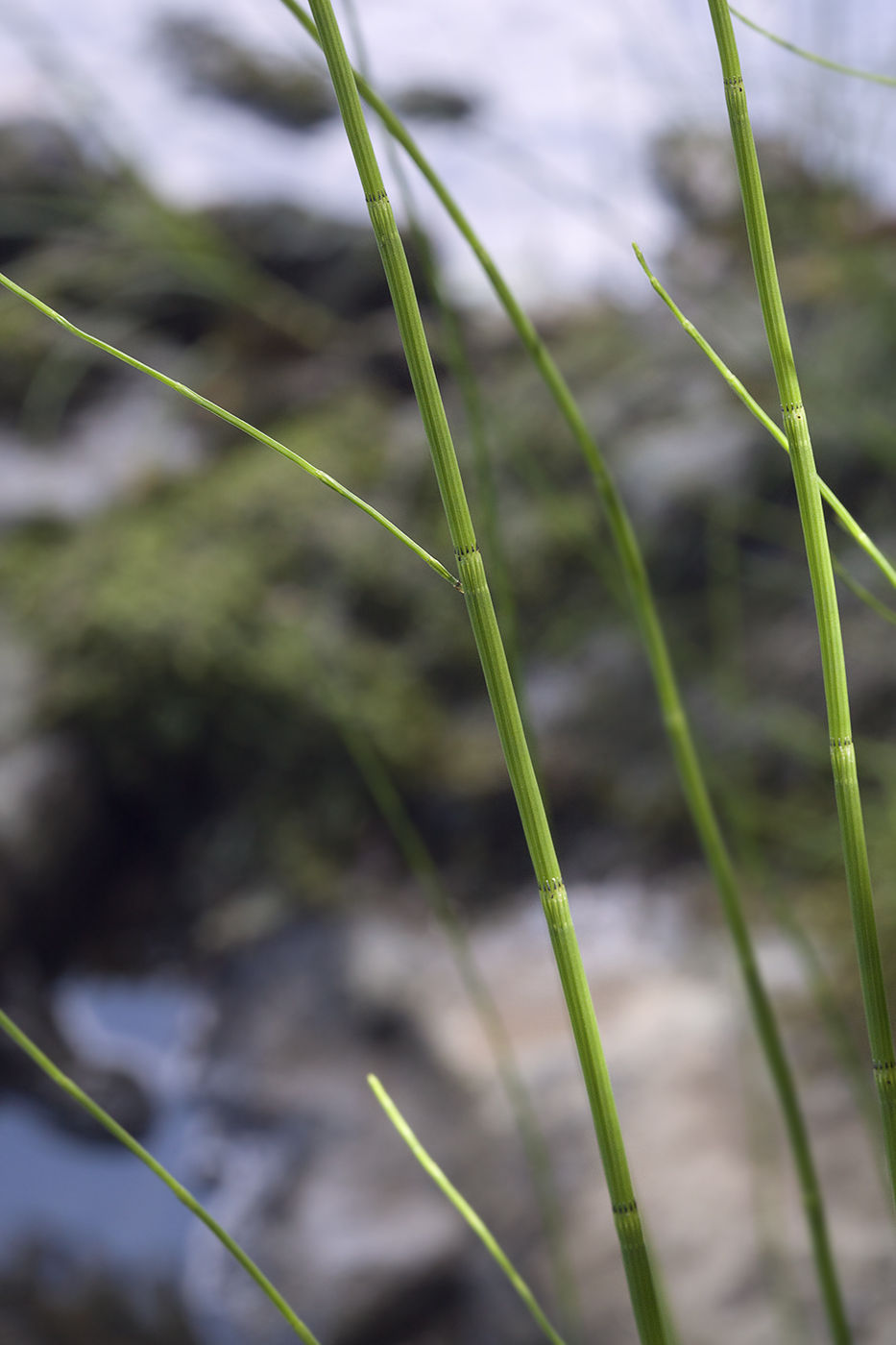 Изображение особи Equisetum fluviatile.