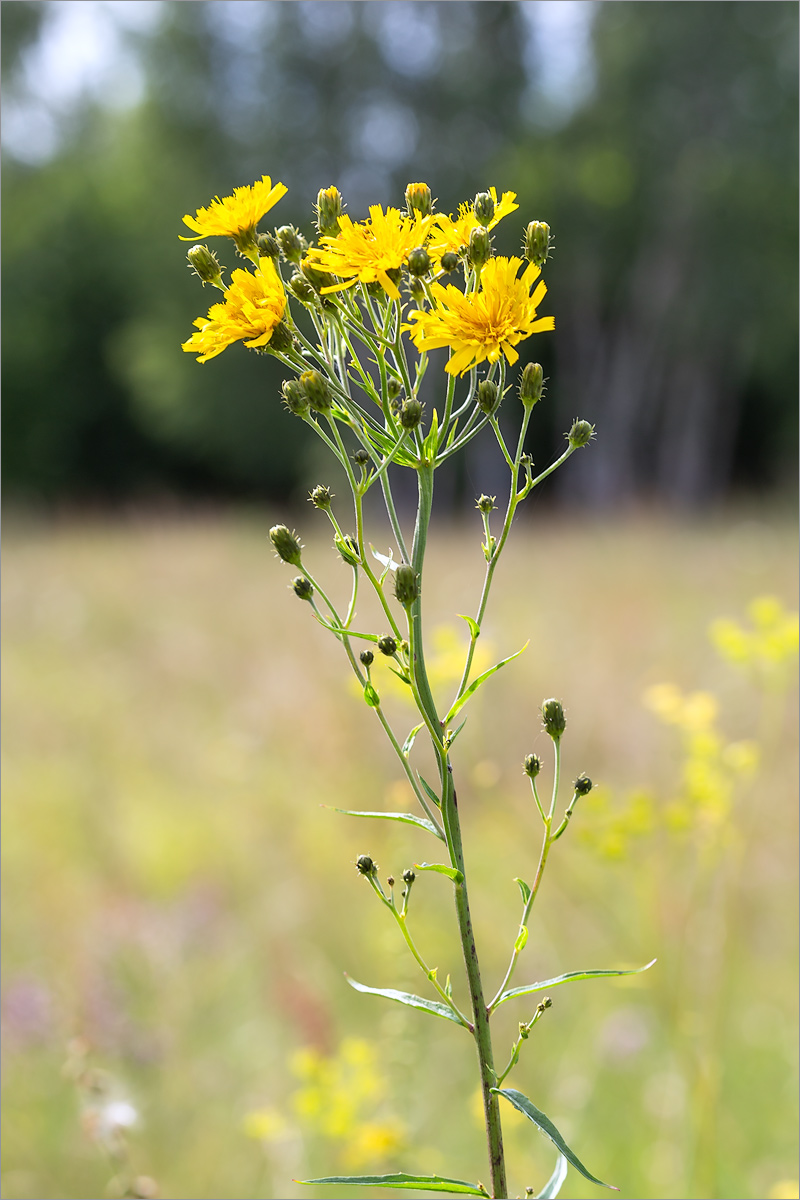 Изображение особи Hieracium umbellatum.