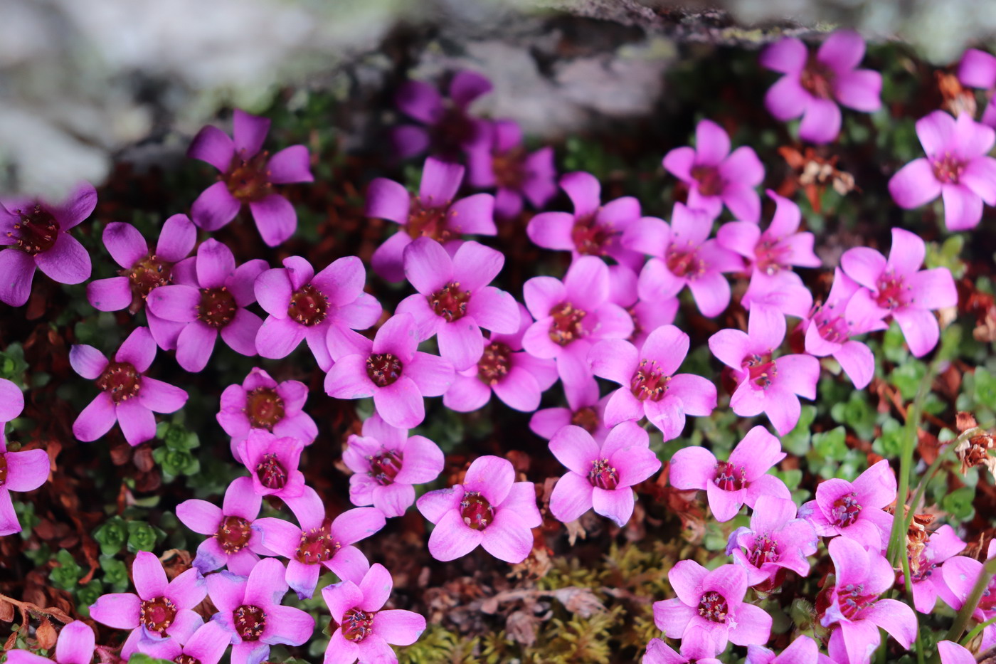 Изображение особи Saxifraga asiatica.