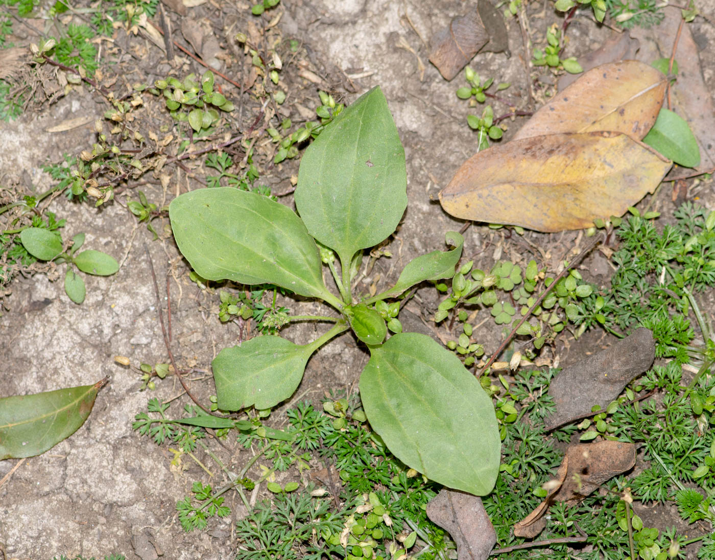 Изображение особи Plantago major.