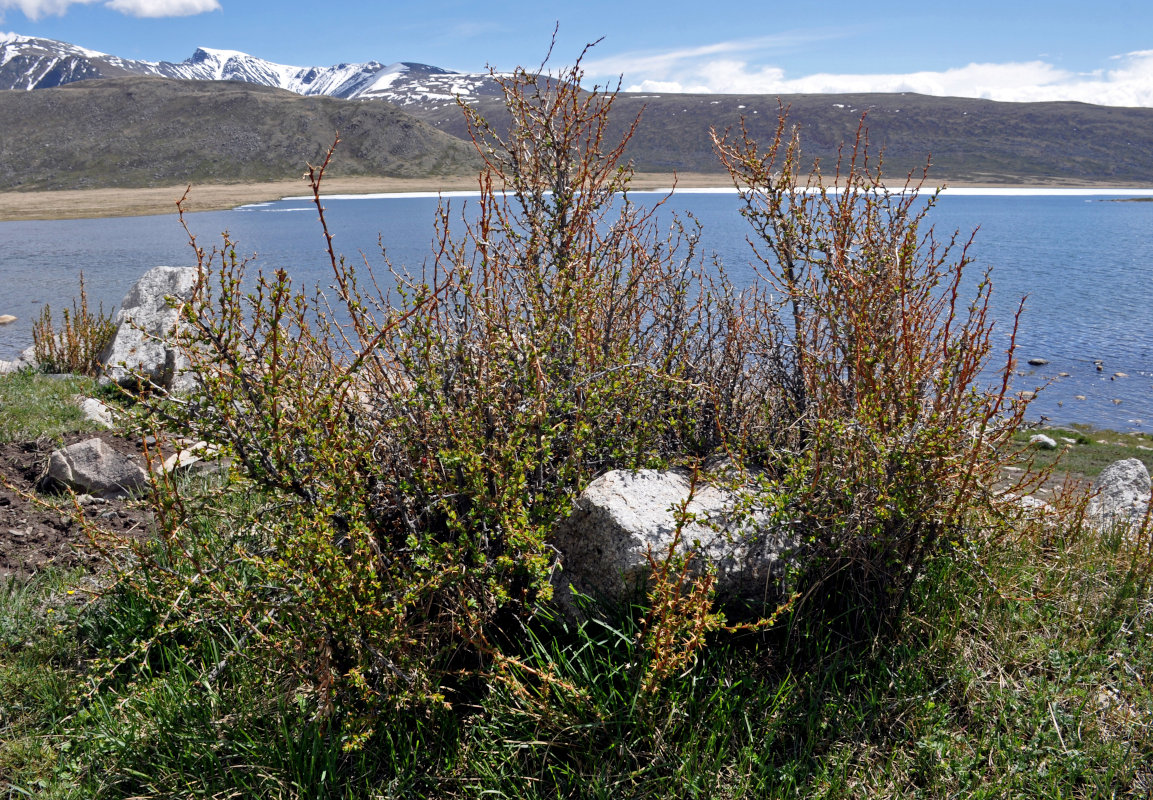 Изображение особи Berberis sibirica.