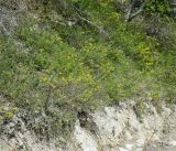 Chamaecytisus hirsutissimus