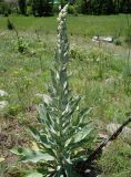 Verbascum songaricum